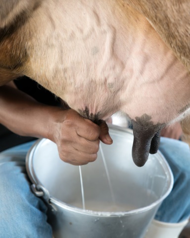 A2 Cow Milking