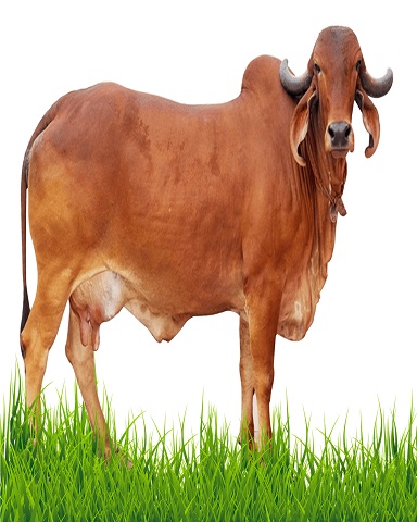 A2 Desi Cow