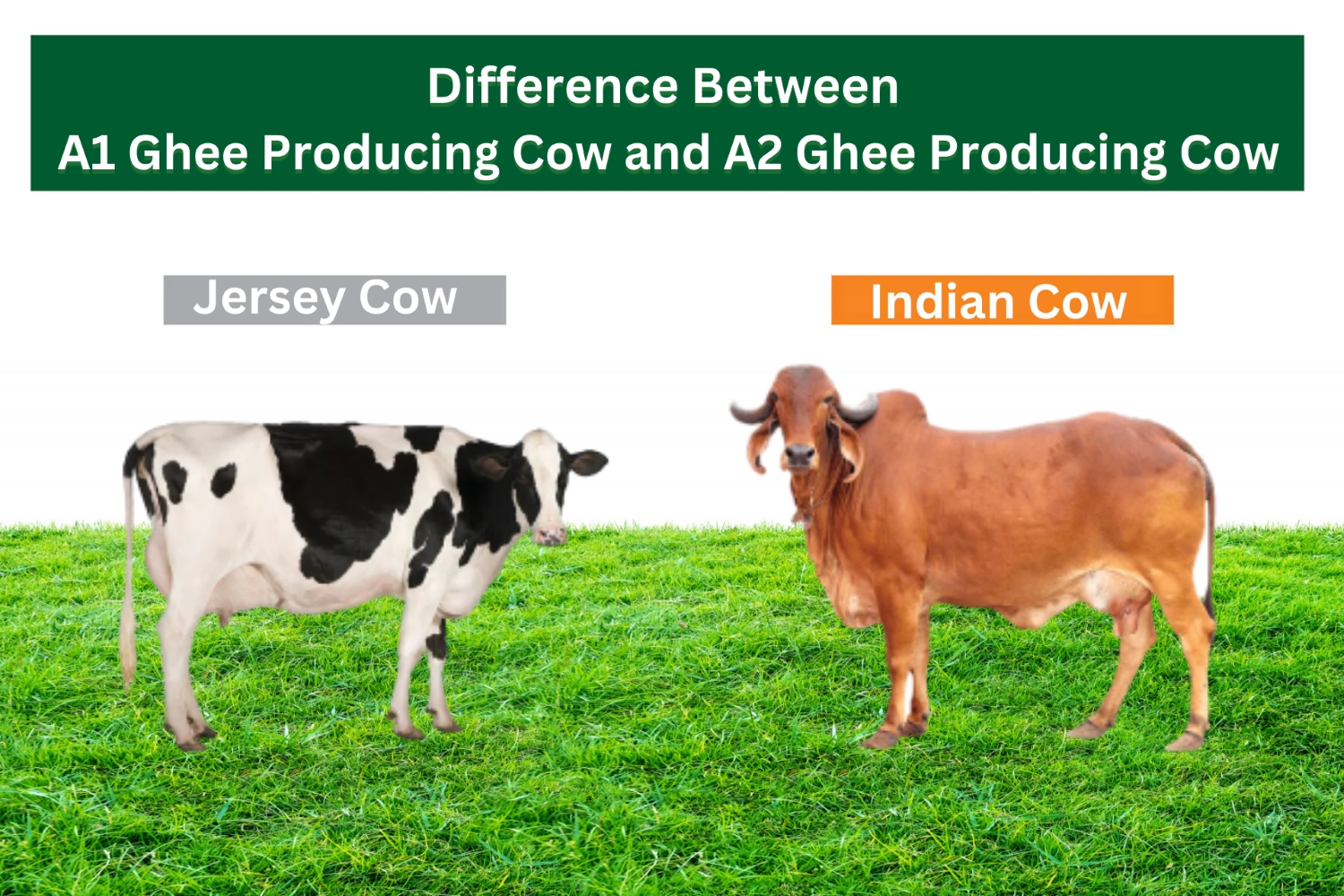 Indian Cow Vs Jersey Cow