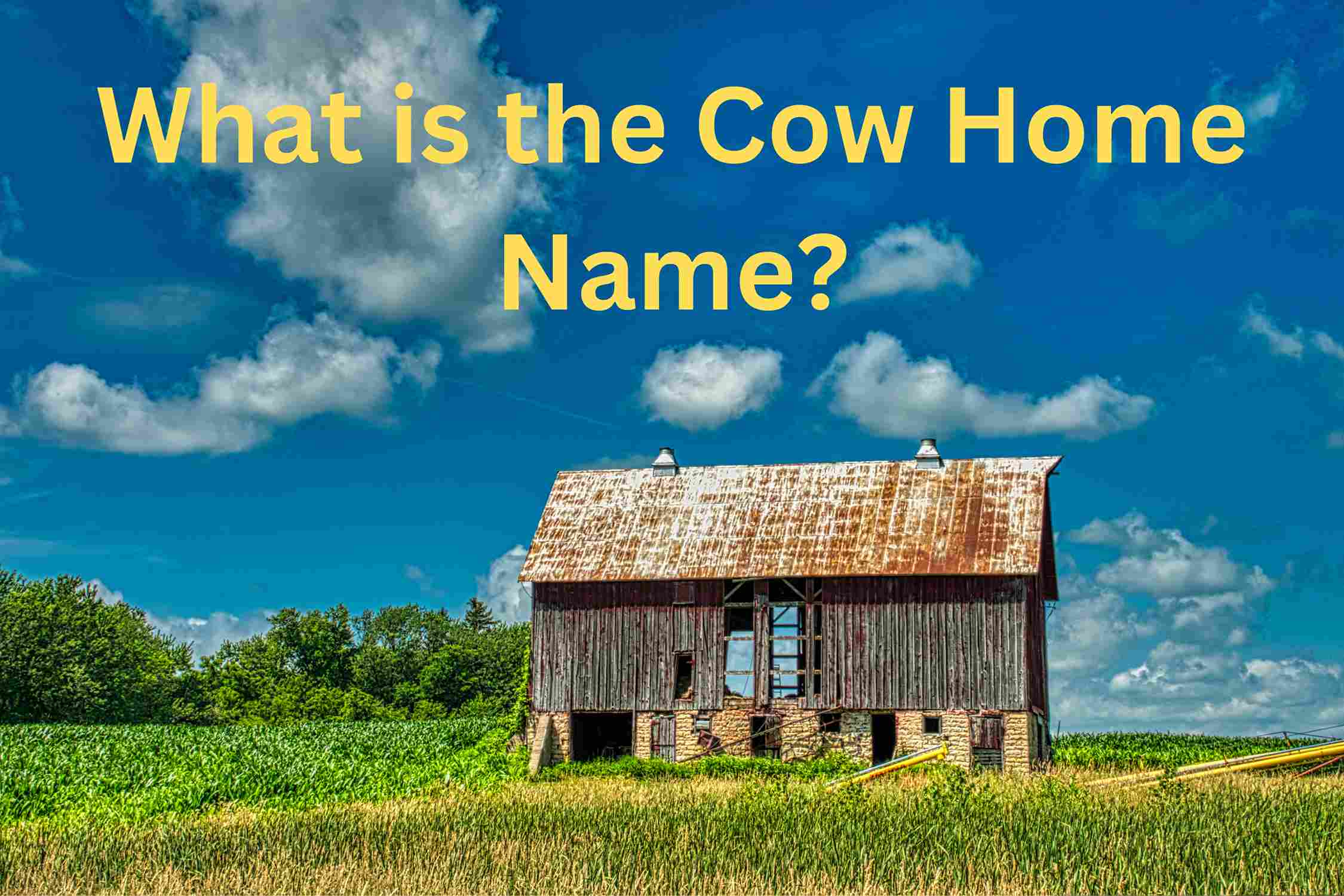 What is the Cow Home Name?